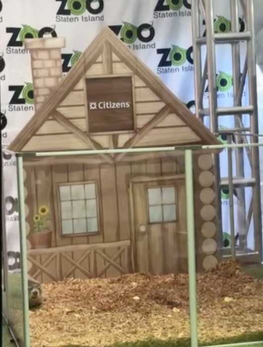 GROUNDHOG DAY 2026: Staten Island Chuck and Punxsutawney Phil finally agree on whether winter will stick around longer 2 a groundhog in an exhibit